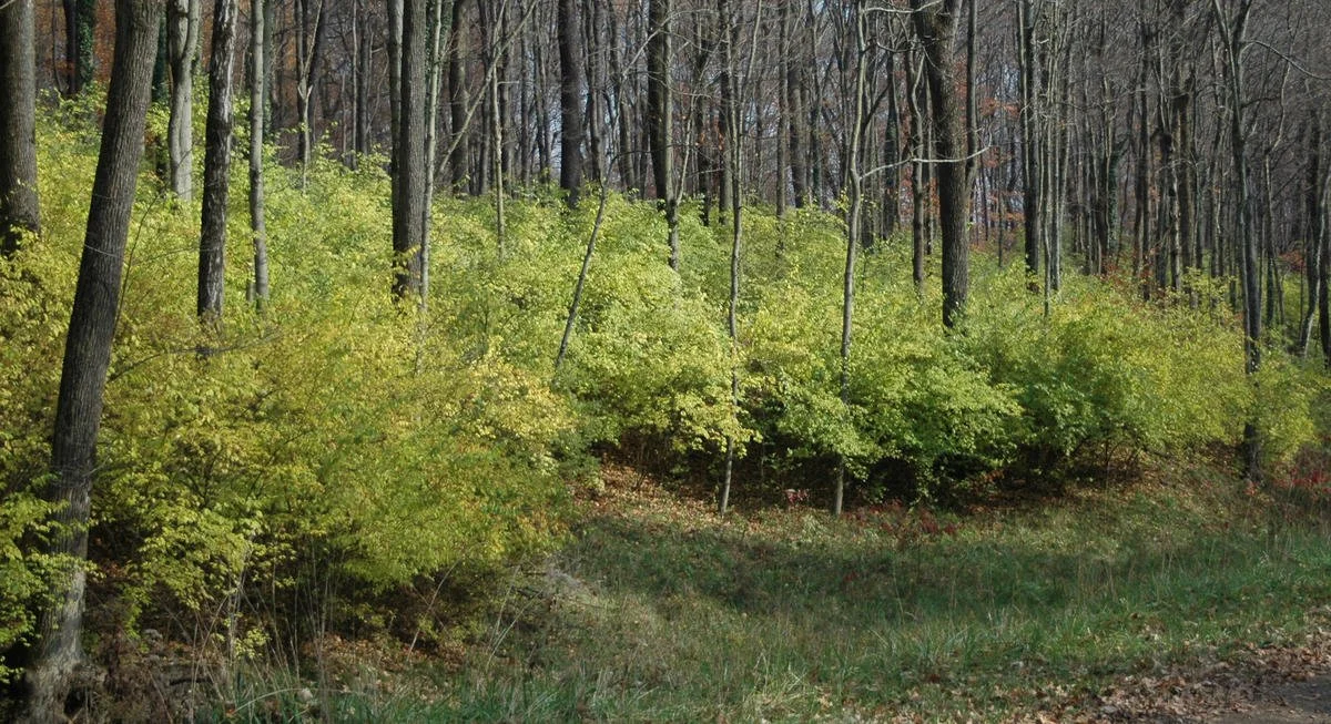 honeysuckle.jpg