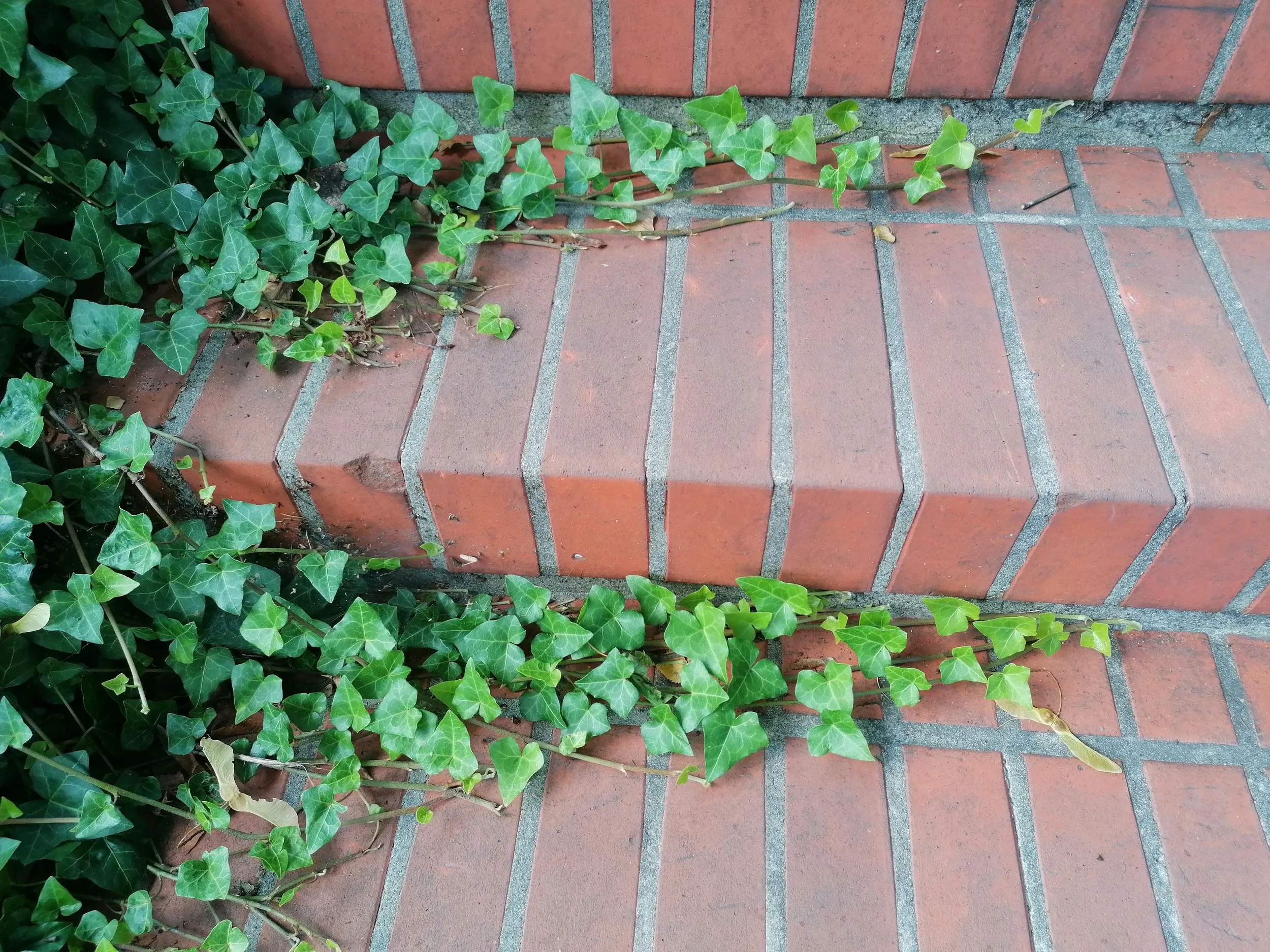 ivy2.jpg
