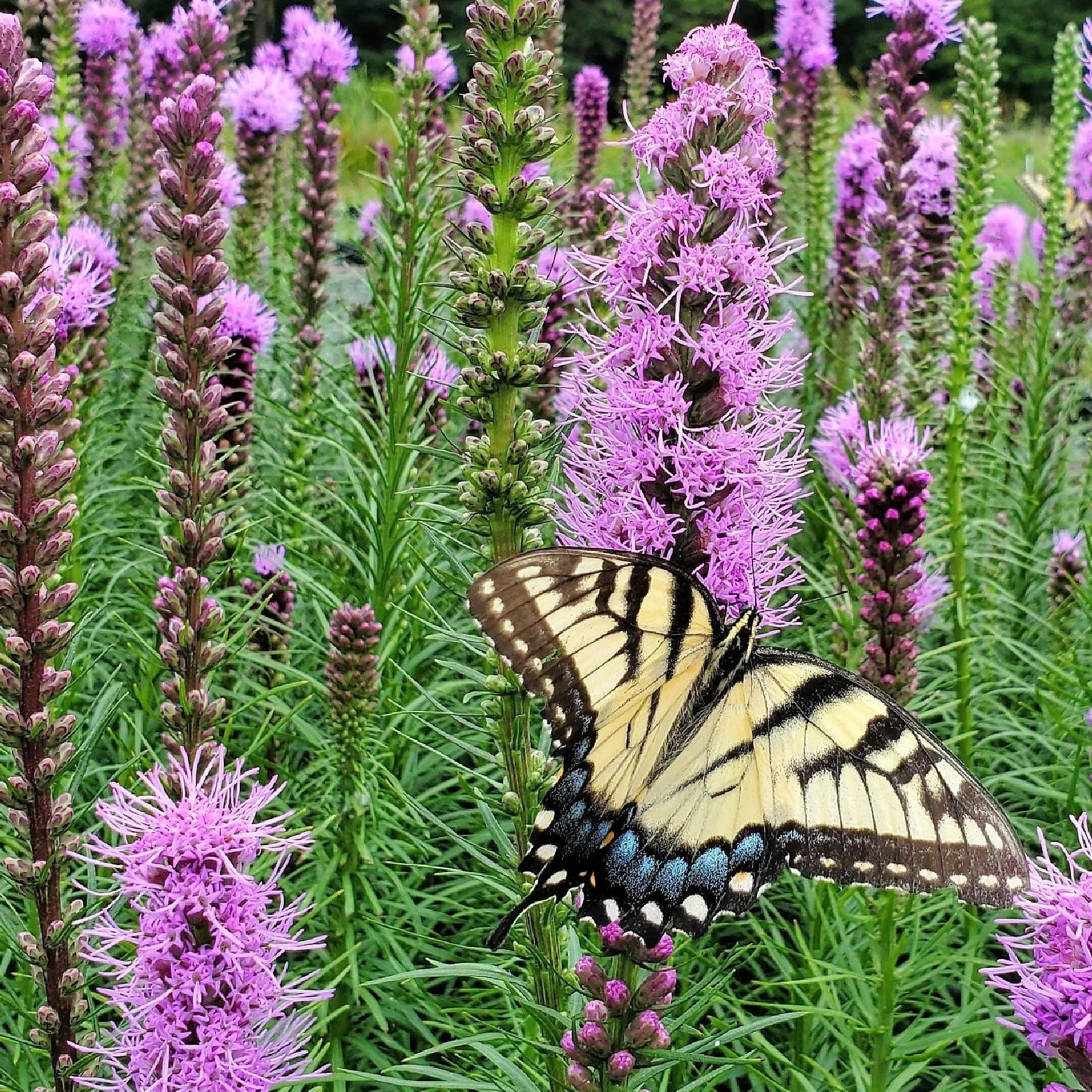 Liatris-spicata-1.jpeg