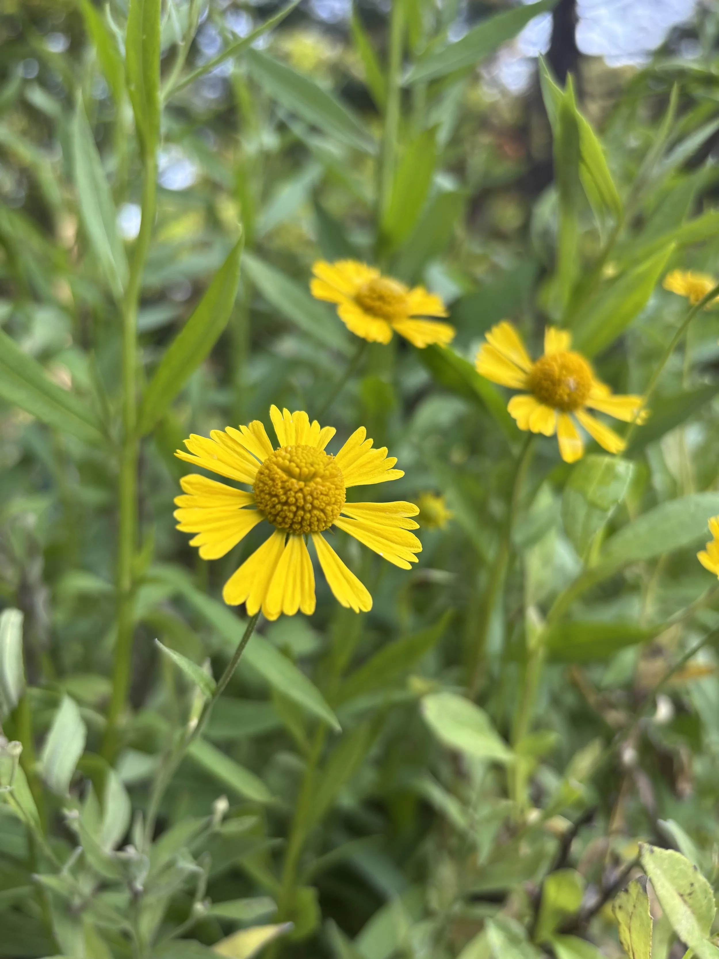 Sneezeweed - Helenium autumnale