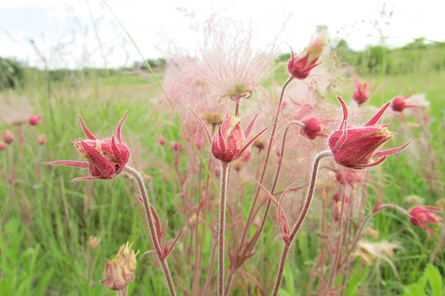 Prairie Smoke - Geum triflorum