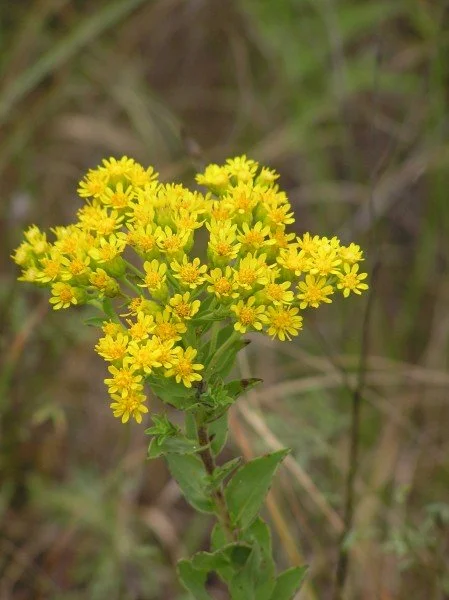 Stiff Goldenrod - Solidago rigida