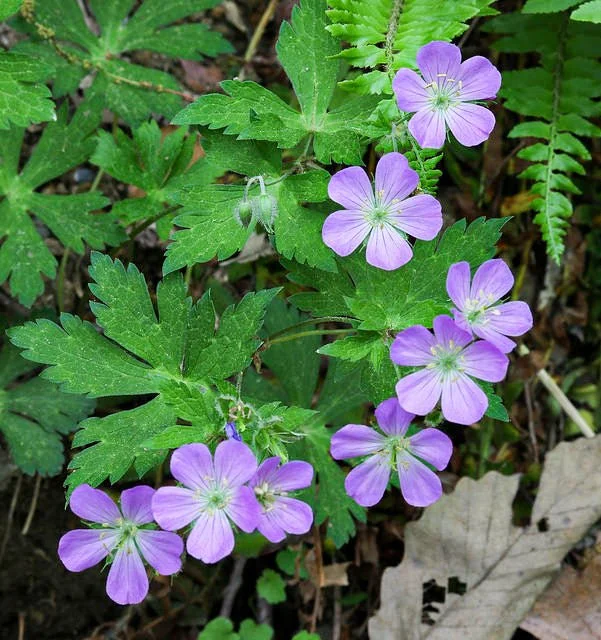 Wild Geranium - Geranium maculatum