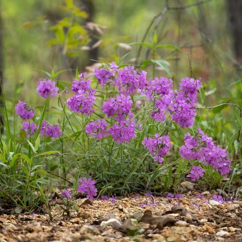 Prairie Phlox - Phlox pilosa