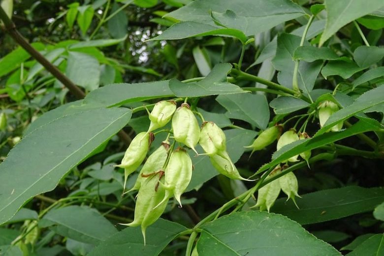 American Bladdernut - Staphylea trifolia