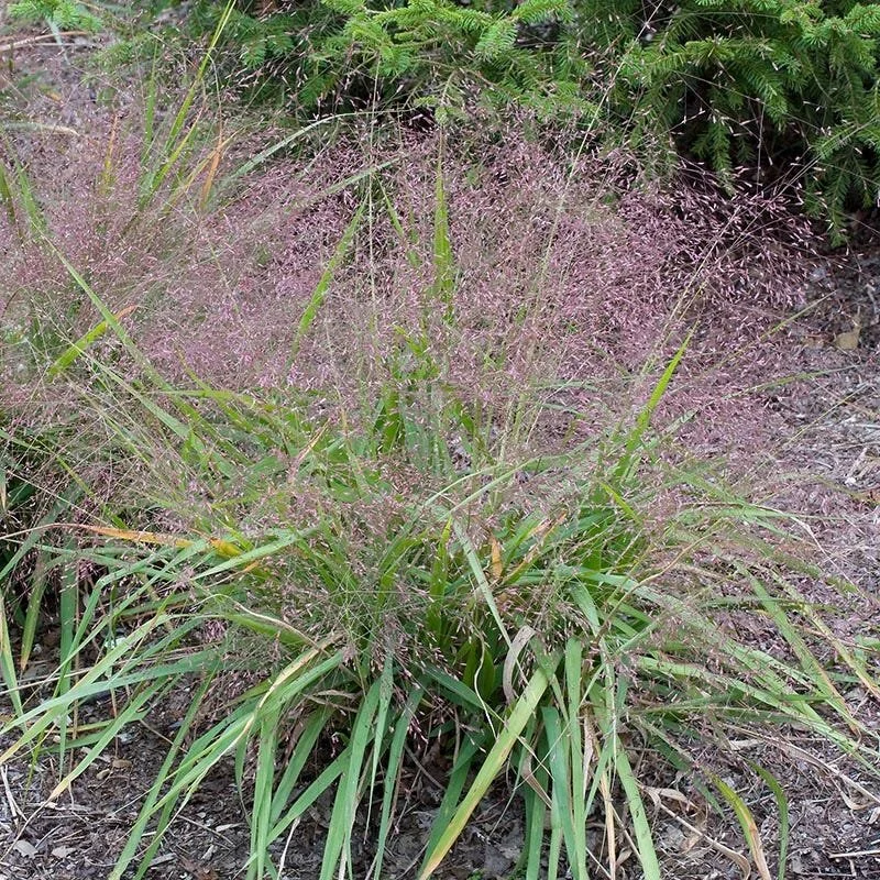 Purple Lovegrass - Eragrostis spectabilis
