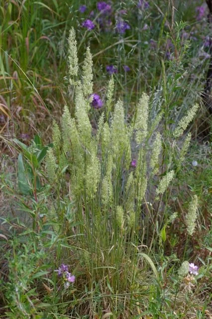 June Grass - Koeleria macrantha