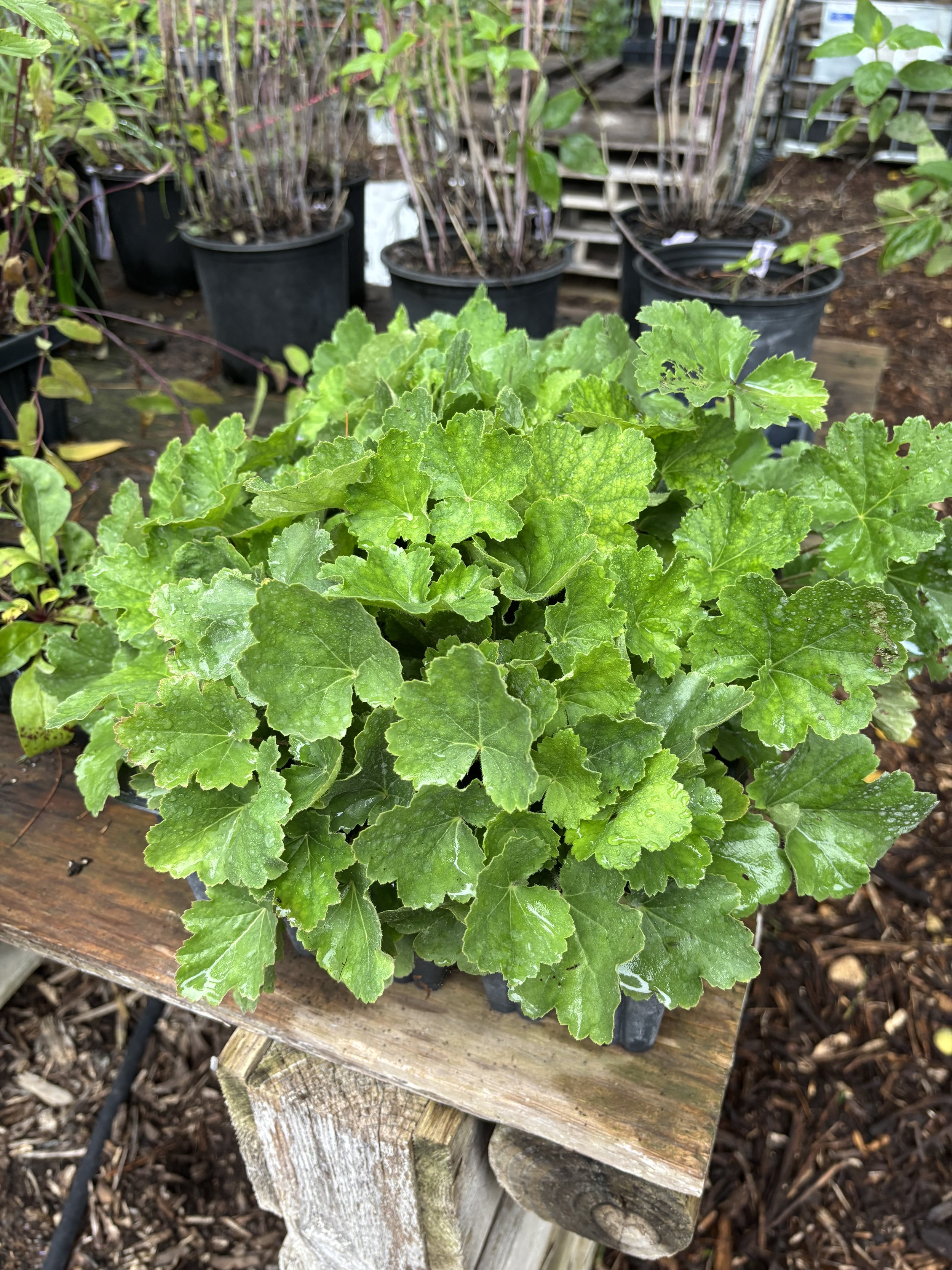 Prairie Alum Root - Heuchera richardsonii