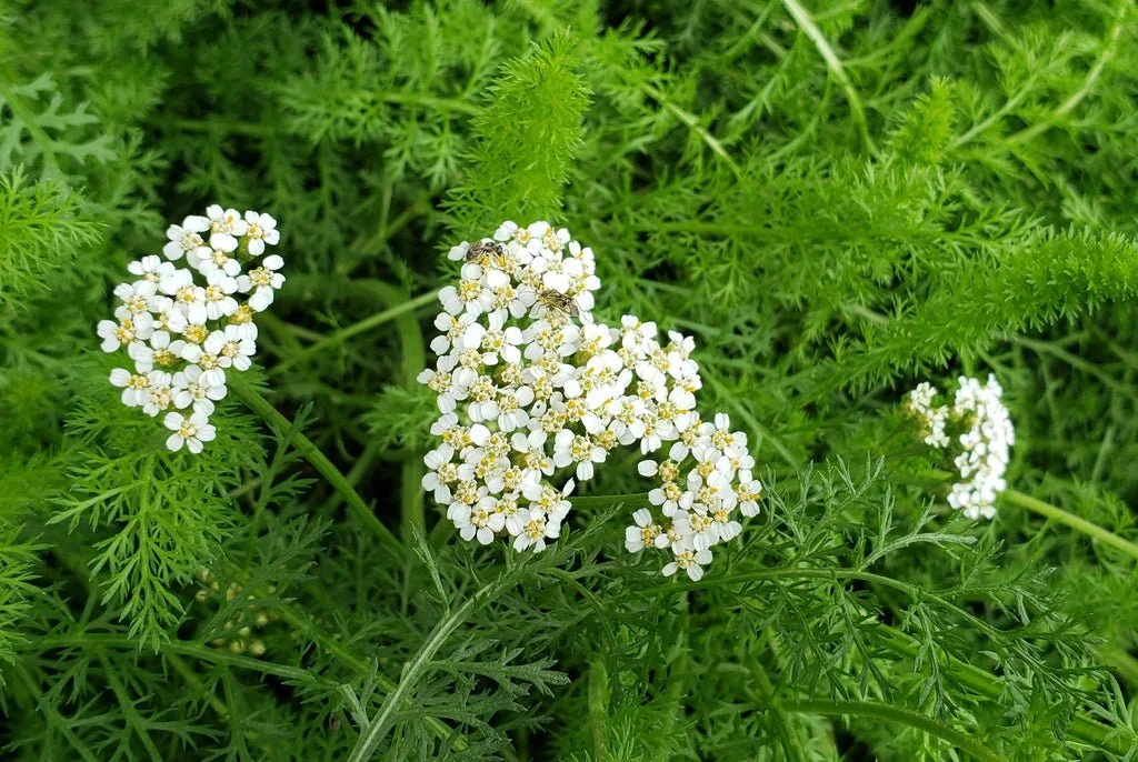 Common Yarrow - Achillea millefolium