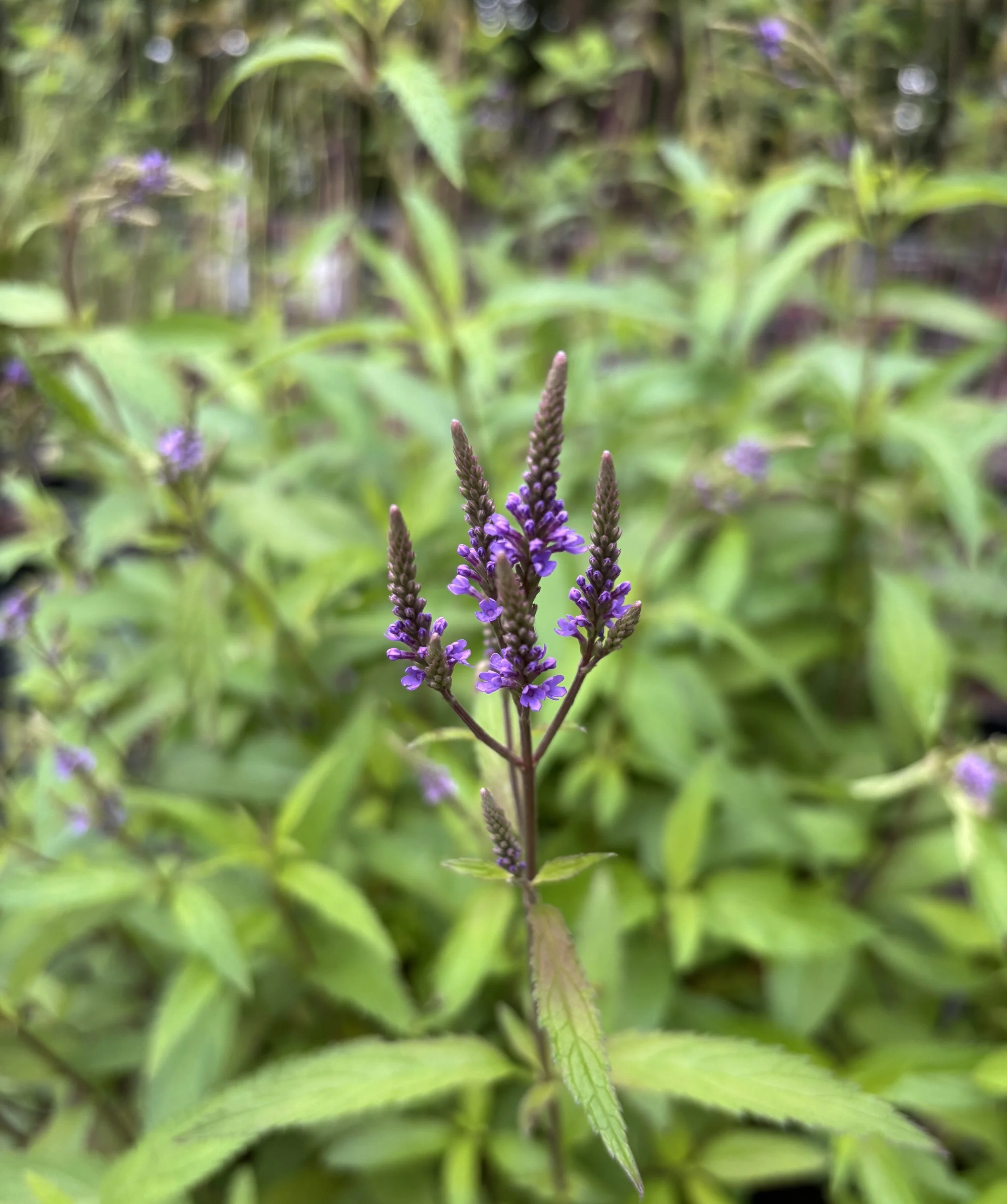 IMG_2984.jpeg