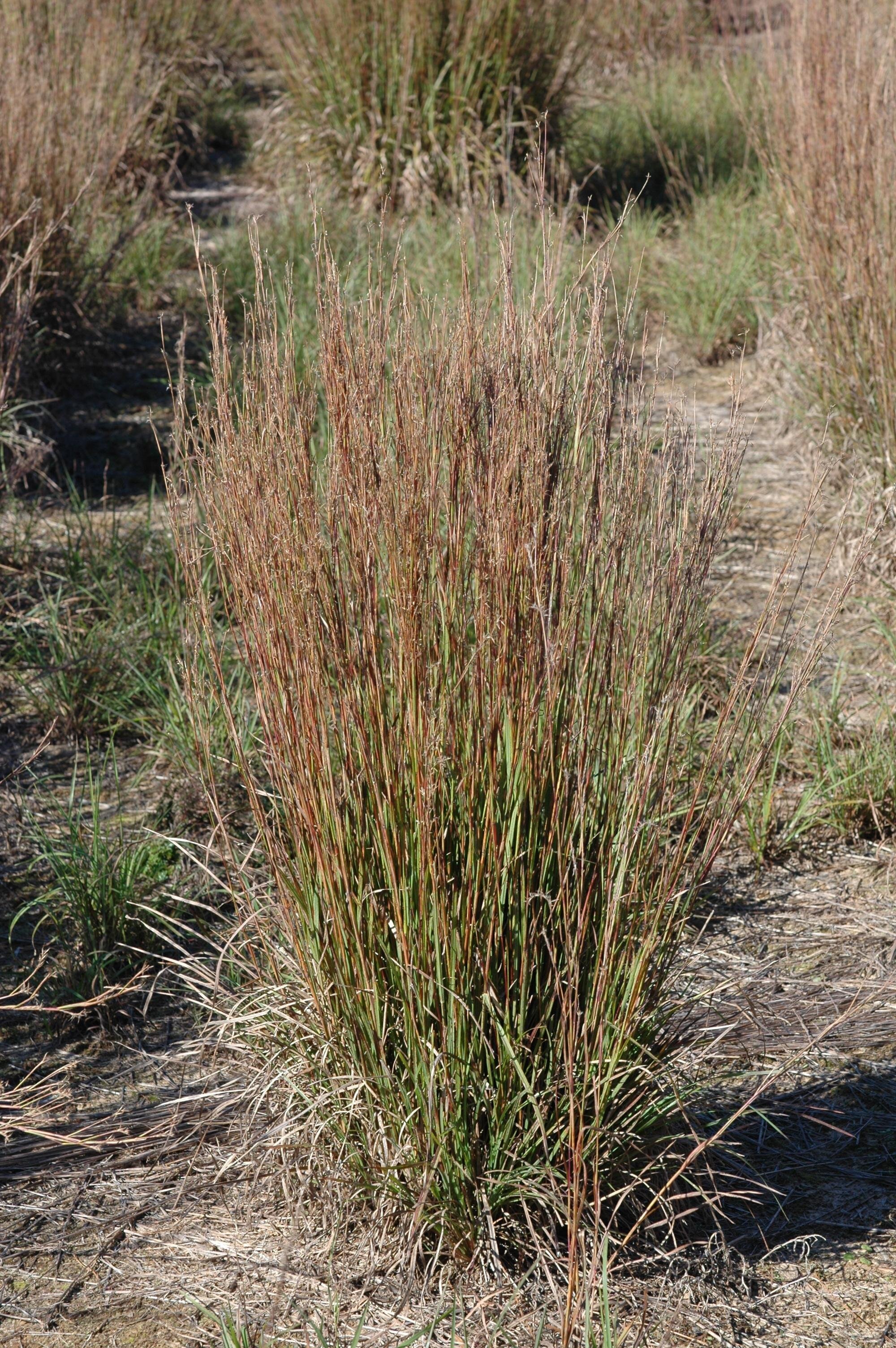 Little Bluestem - Schizachryrium scoparium