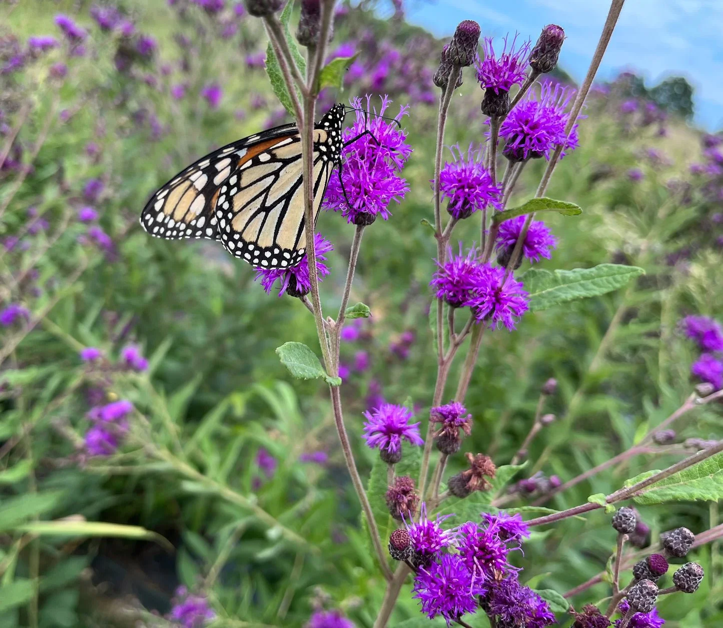 Ironweed - Vernonia missurica