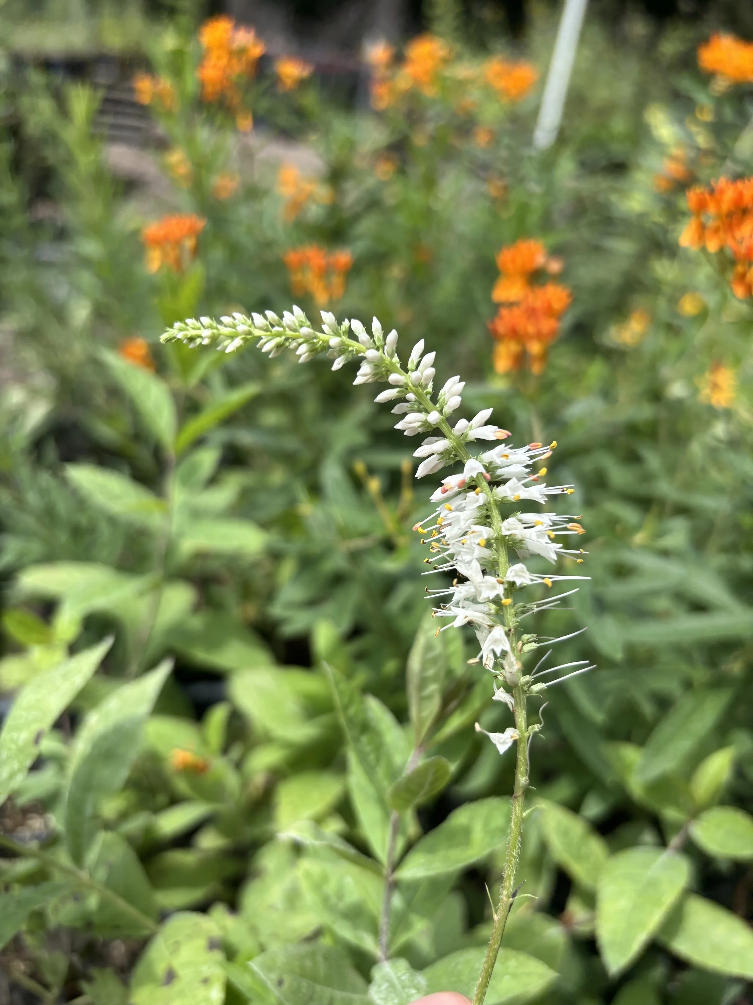 IMG_3158.jpeg