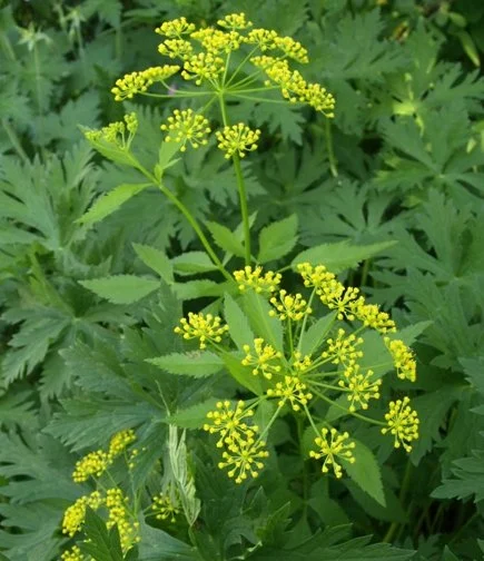 Golden Alexander - Zizia aurea