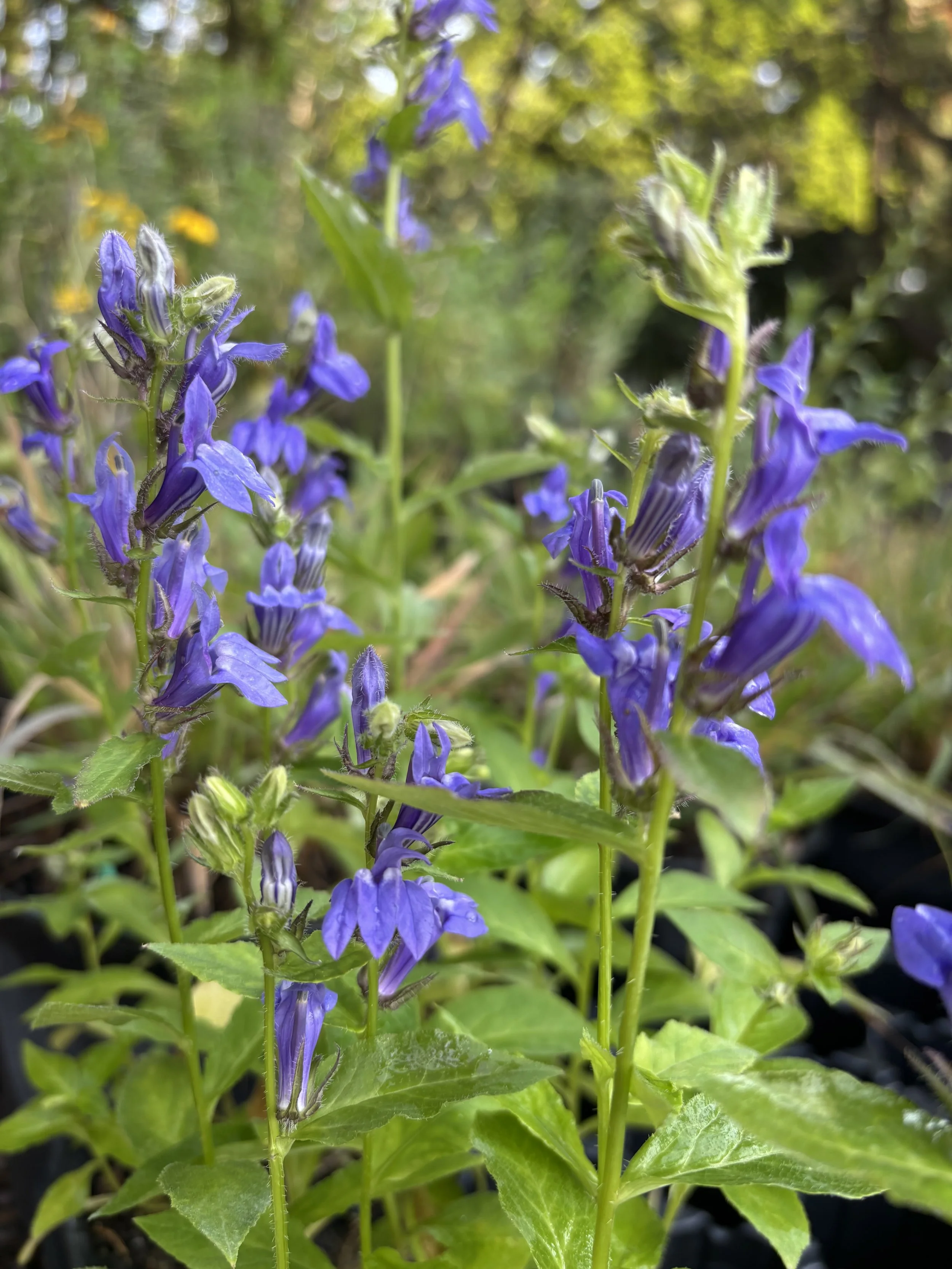 Great Blue Lobelia - Lobelia siphilitica