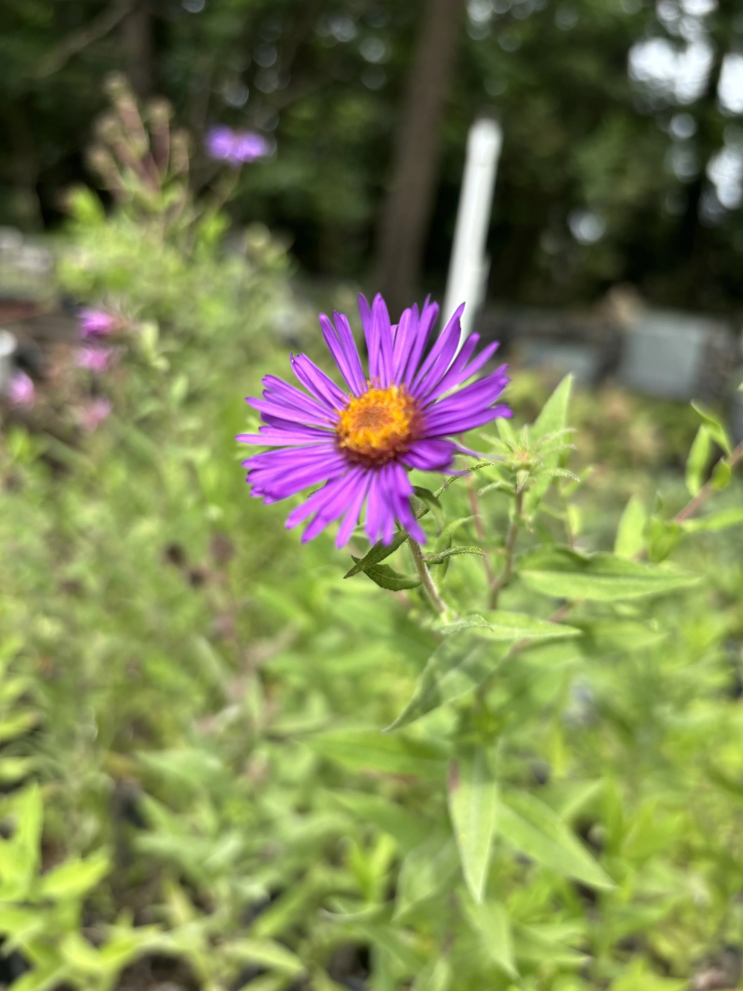 IMG_3147.jpeg