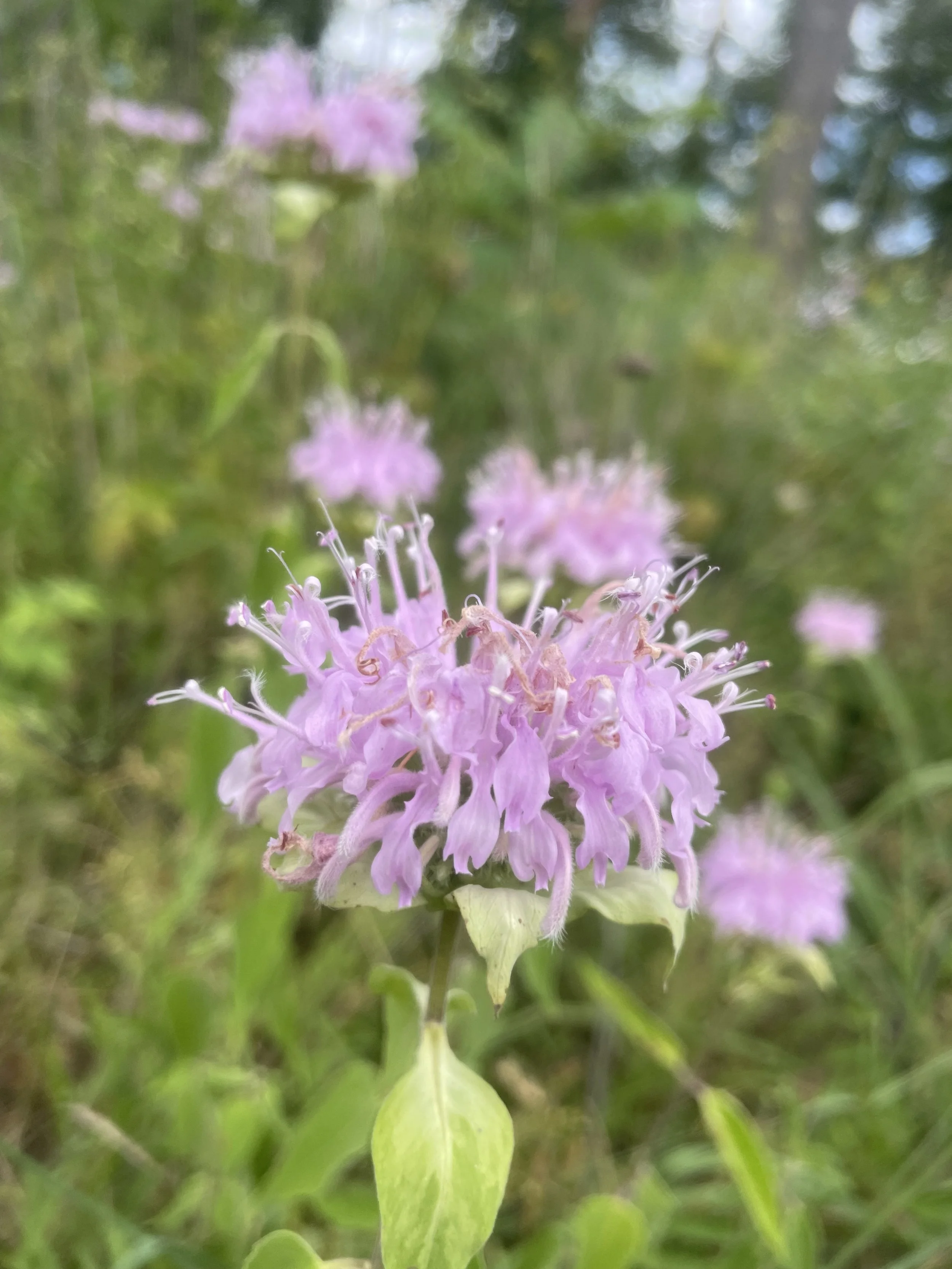 IMG_6170.jpeg
