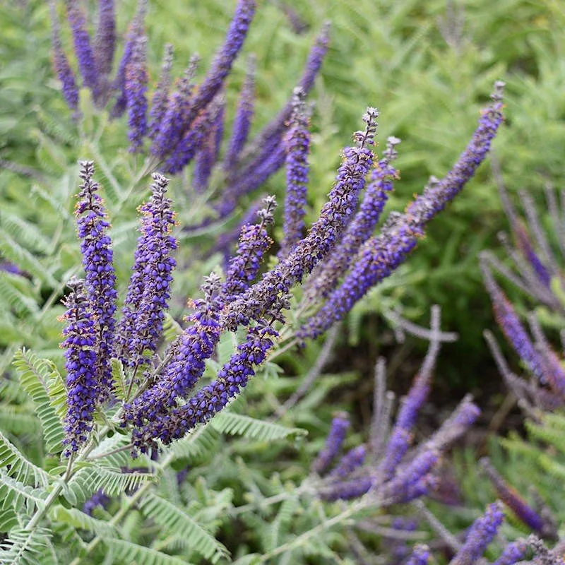 Lead Plant - Amorpha canescens