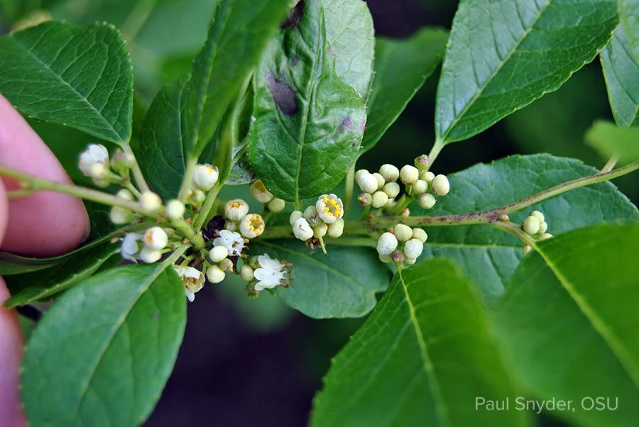 Common Winterberry (MALE) - Ilex verticillata