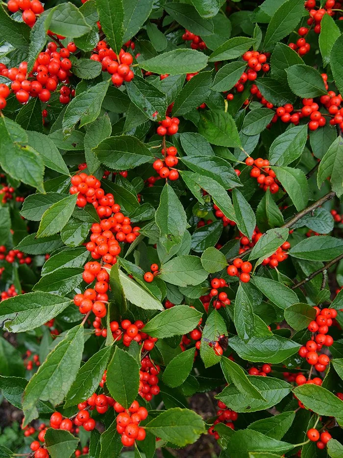 Common Winterberry (FEMALE) - Ilex verticillata