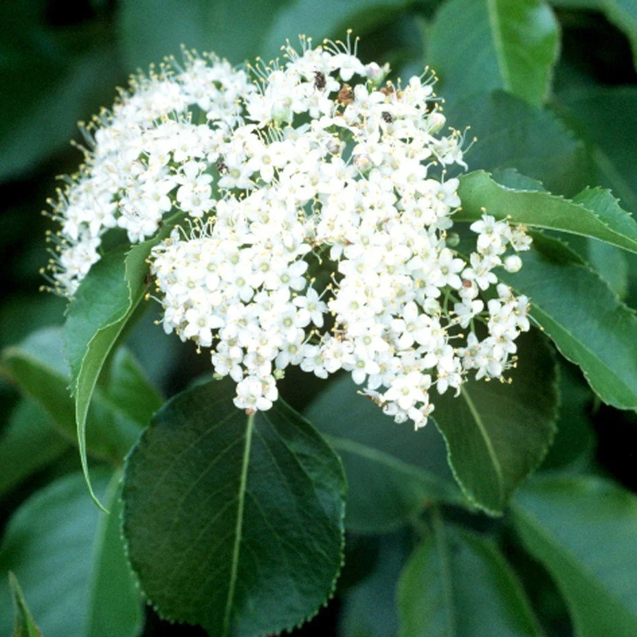 Nannyberry - Viburnum lentago