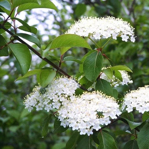 Blackhaw Viburnum - Viburnum prunifolium