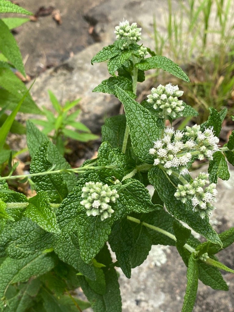 Common Boneset - Eupatorium perfoliatum