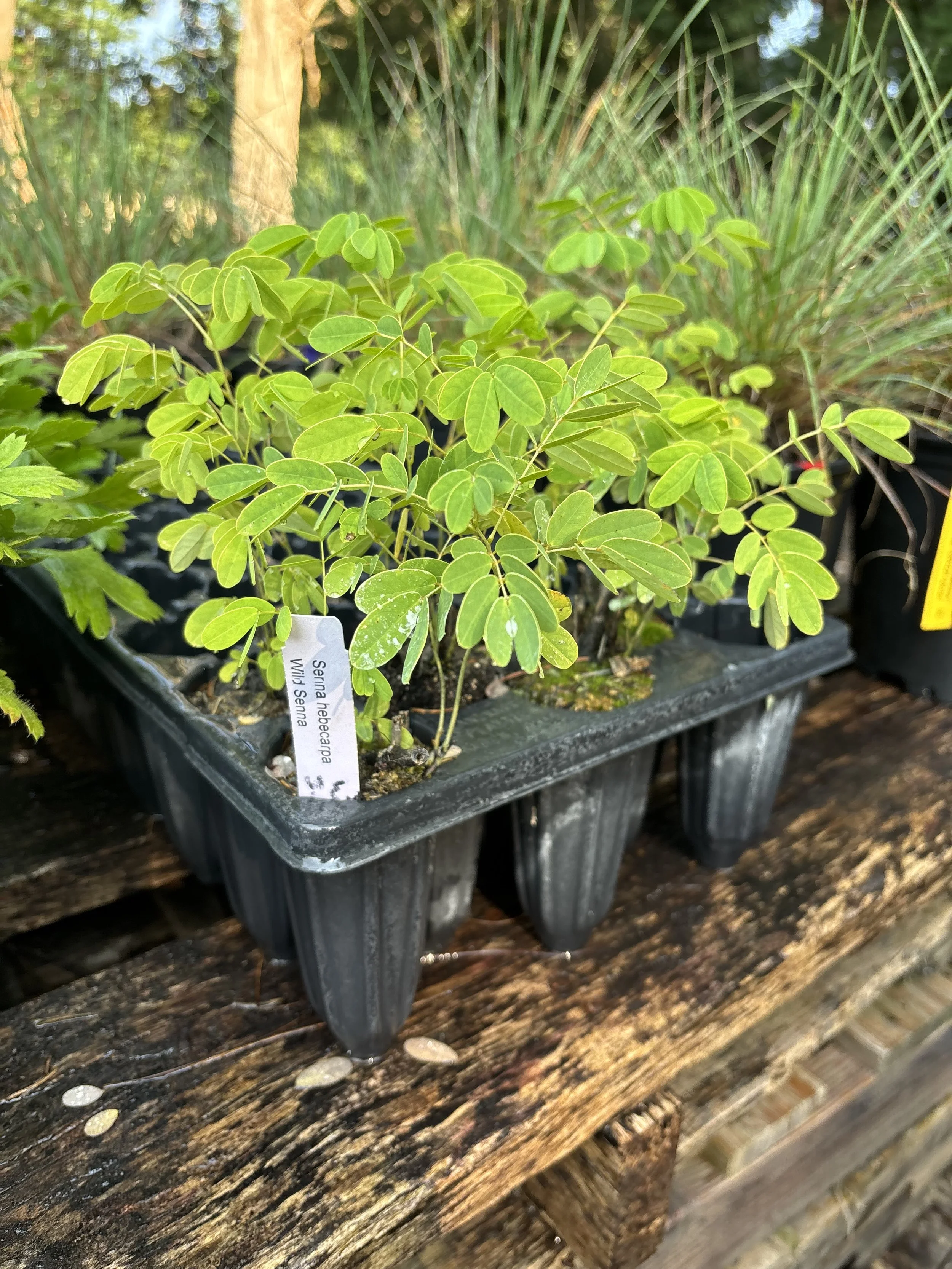 Wild Senna - Senna hebecarpa