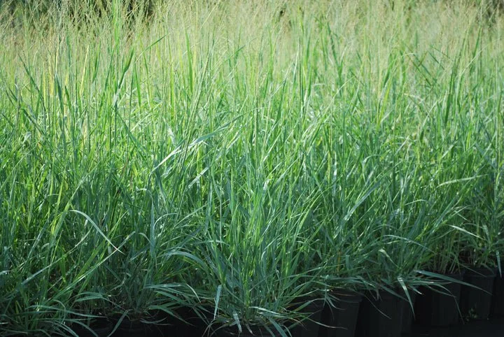 Switchgrass - Panicum virgatum