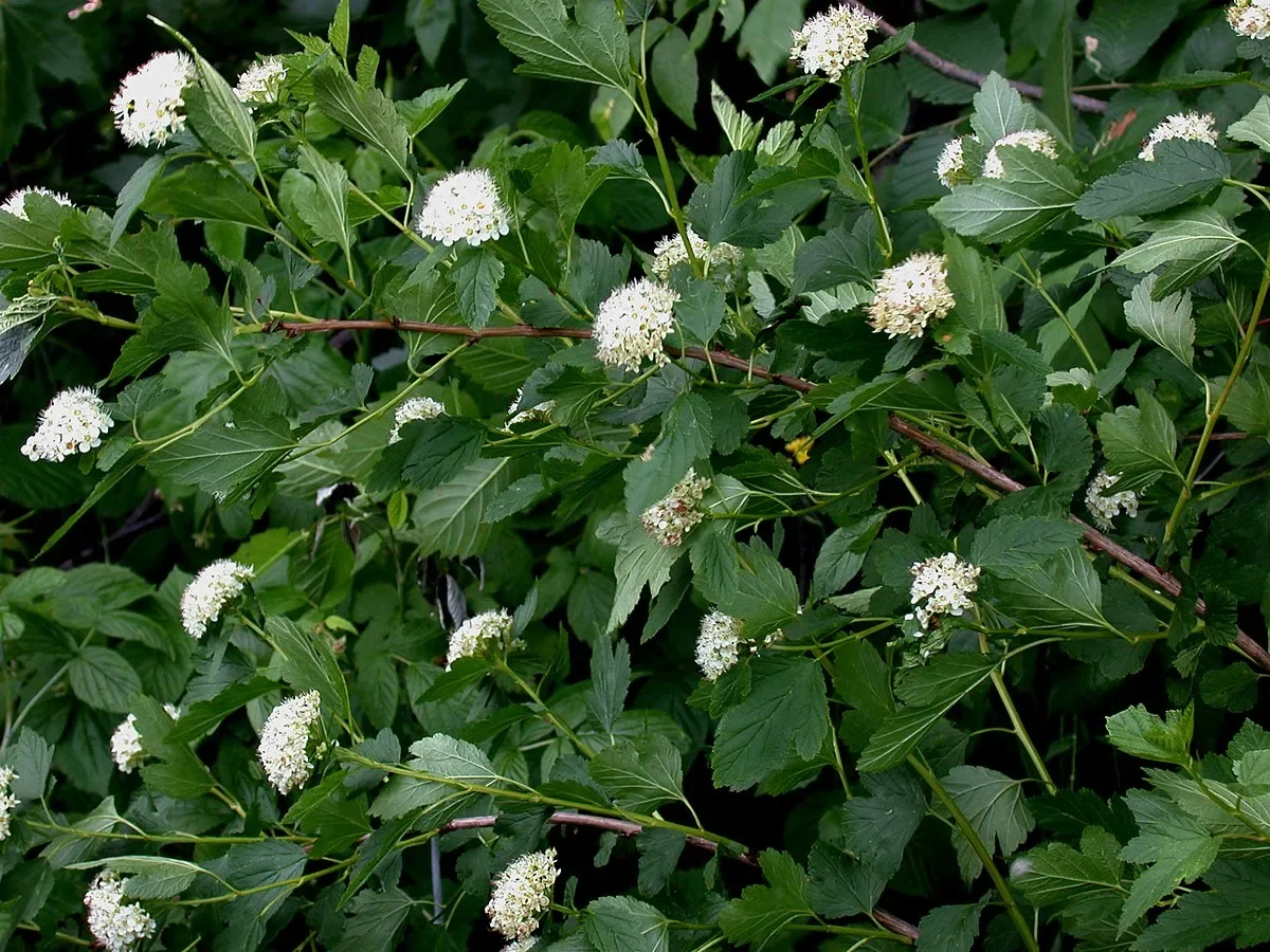Common Ninebark - Physocarpus opulifolius