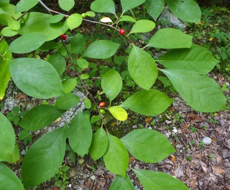 Spicebush - Lindera benzoin