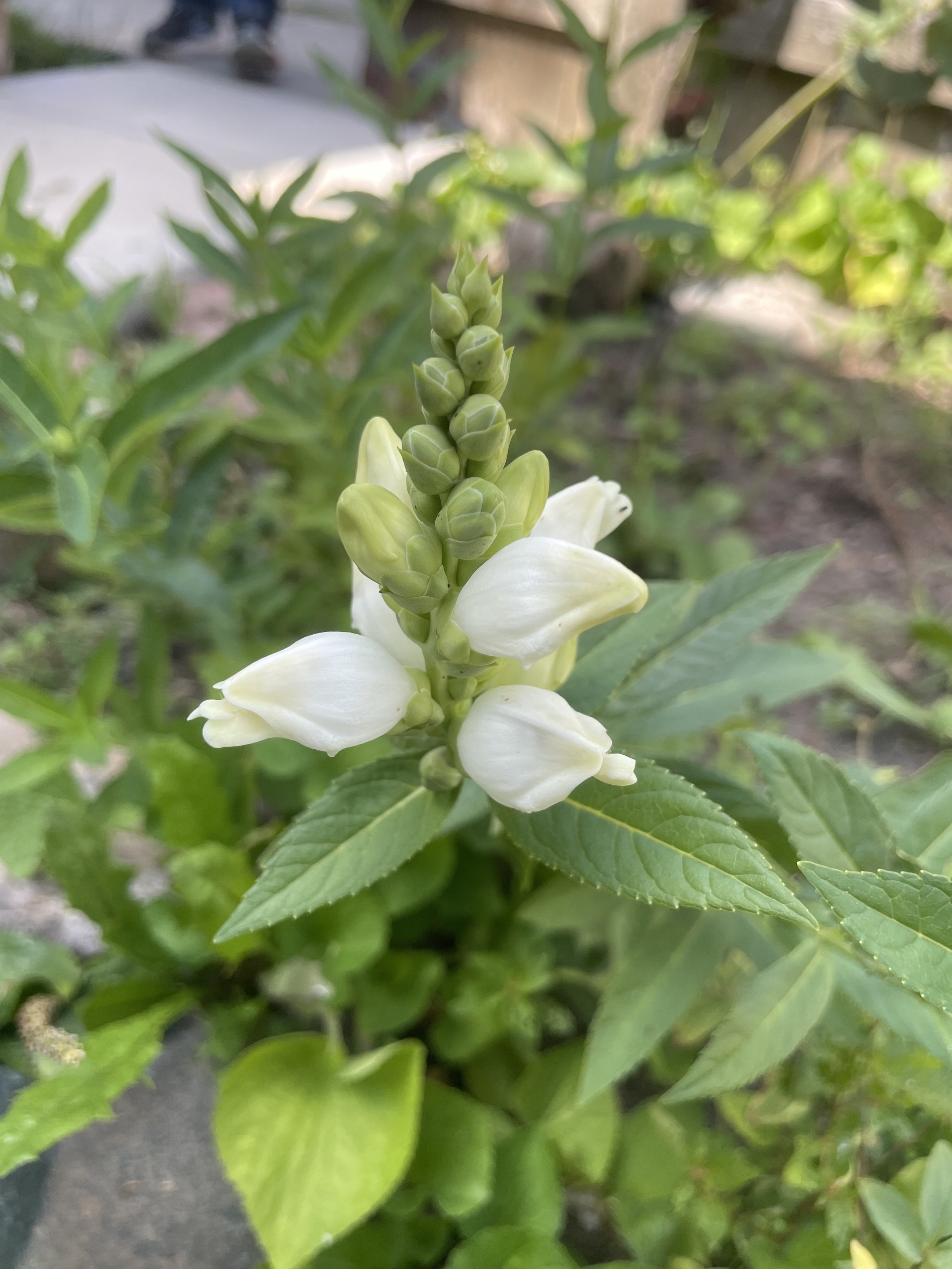 Turtlehead - Chelone glabra