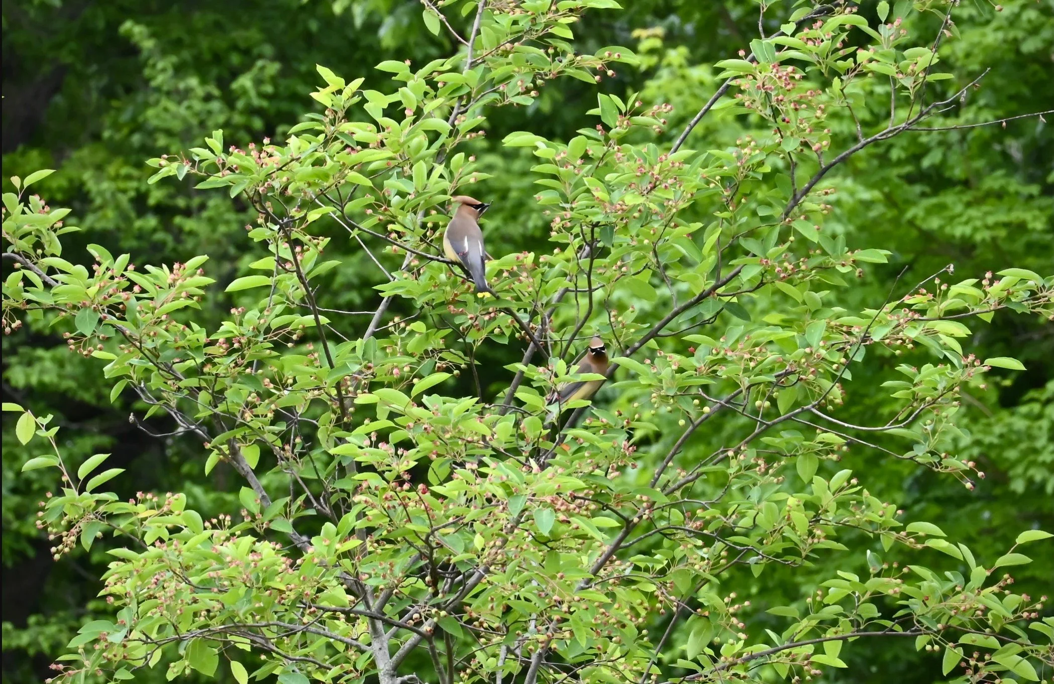 Allegheny Serviceberry - Amelanchier laevis