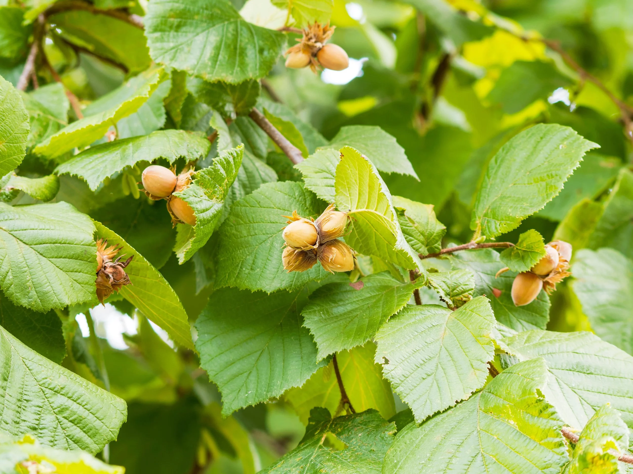 American Hazelnut - Corylus americana