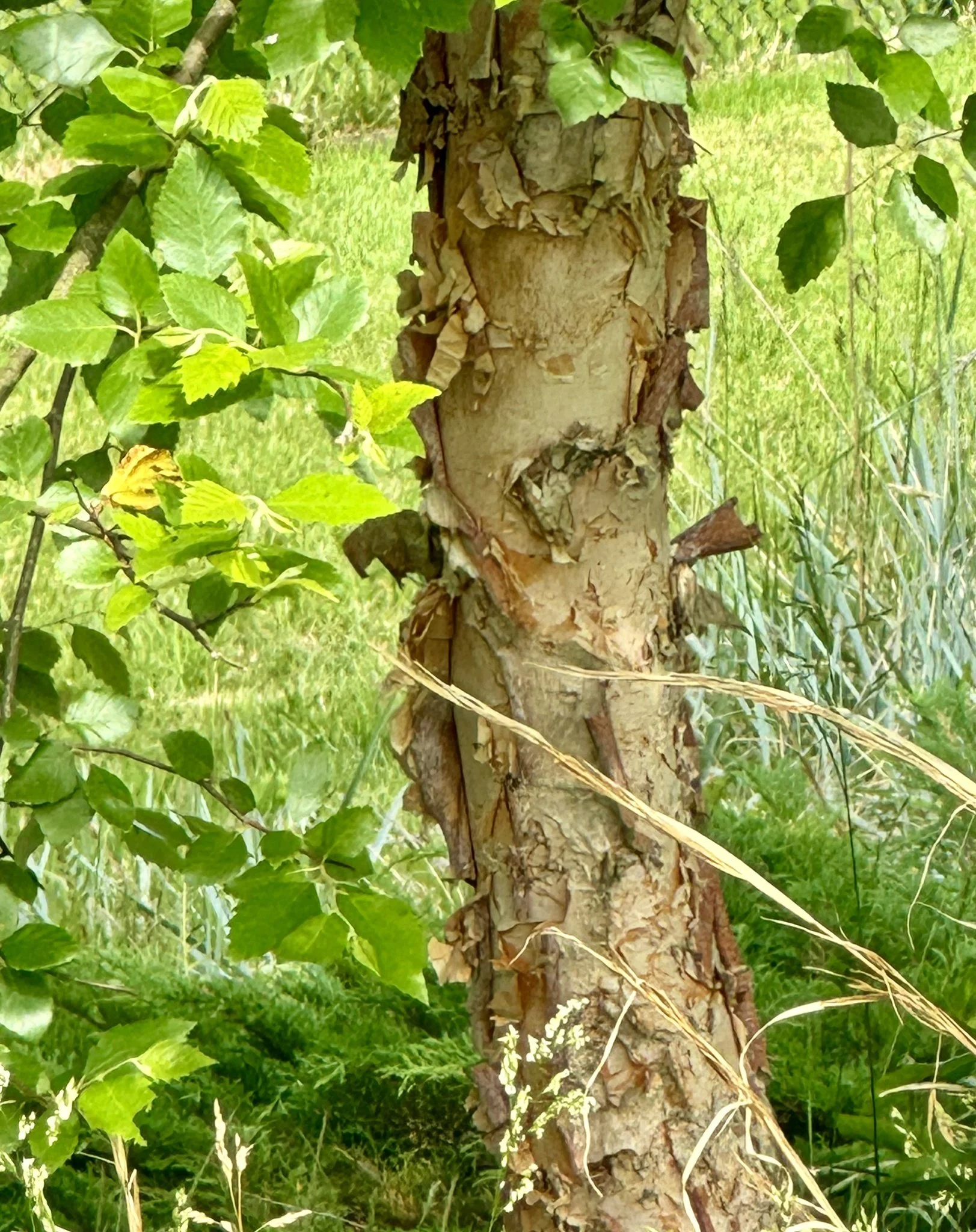 River Birch - Betula nigra