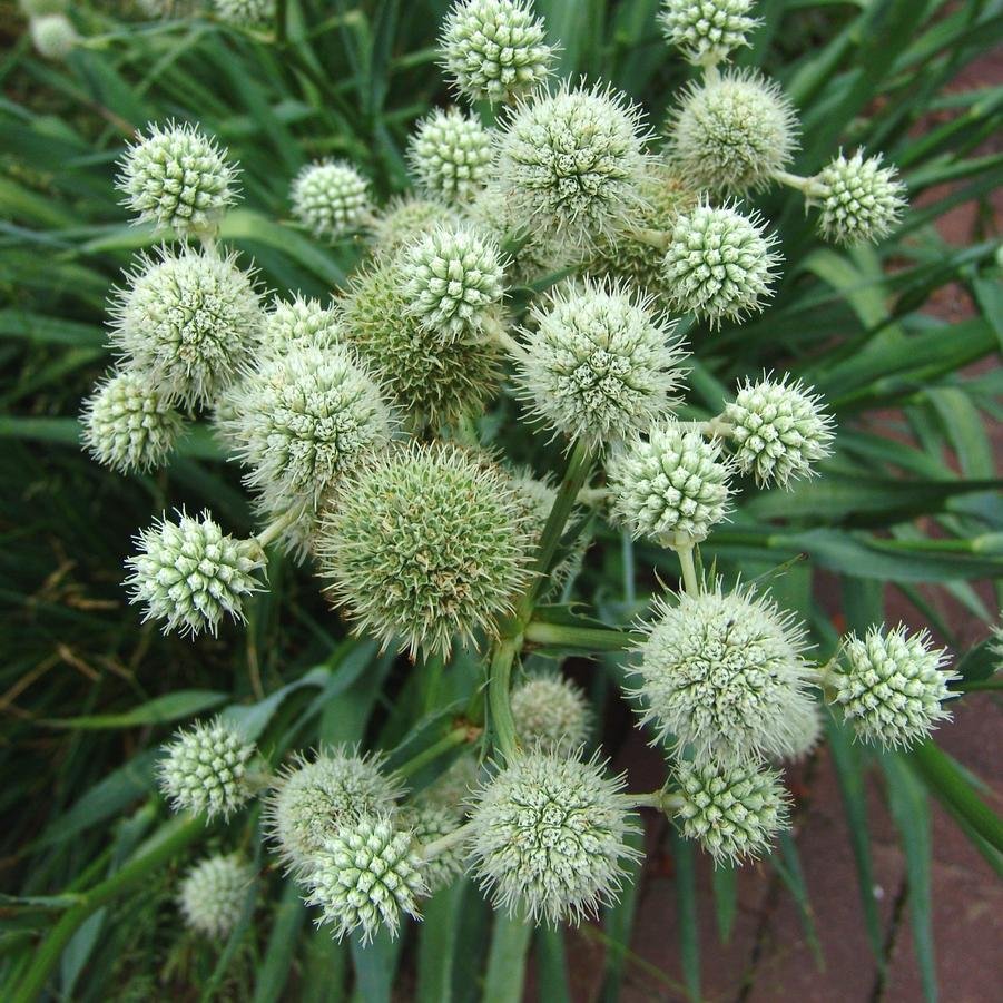 Rattlesnake master - Eryngium yuccifolium