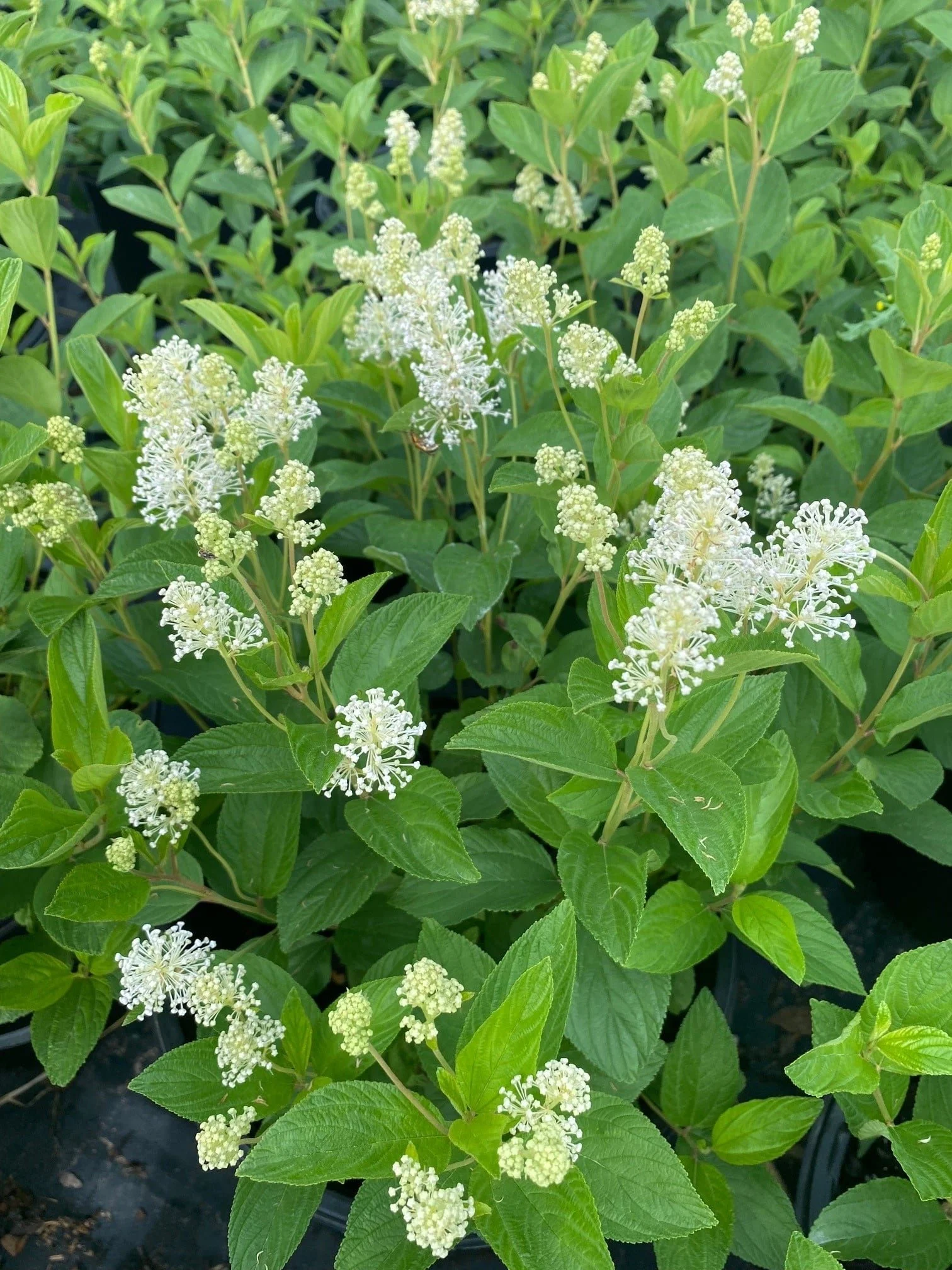 New Jersey Tea - Ceanothus americanus
