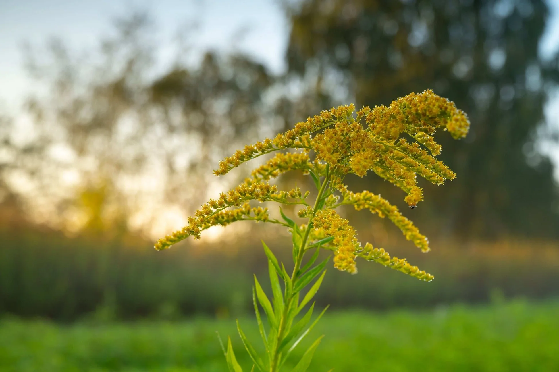 Early Goldenrod - Solidago juncea