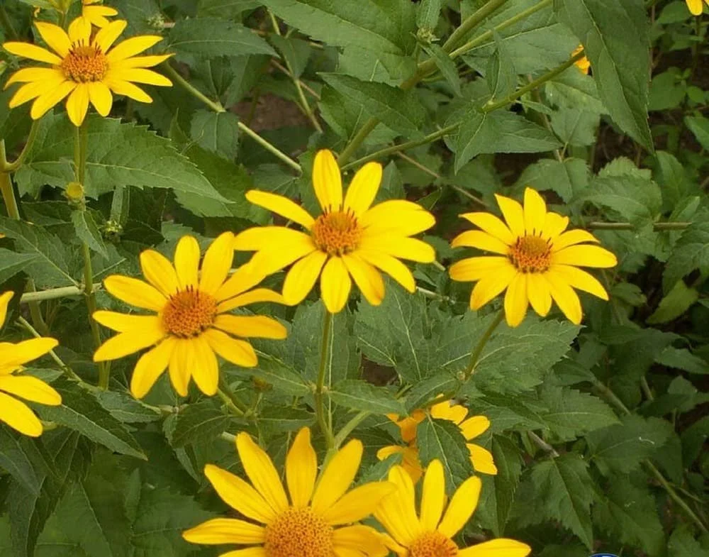 False Sunflower - Heliopsis helianthoides
