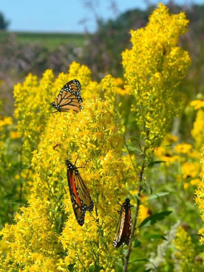 Showy Goldenrod - Solidago speciosa