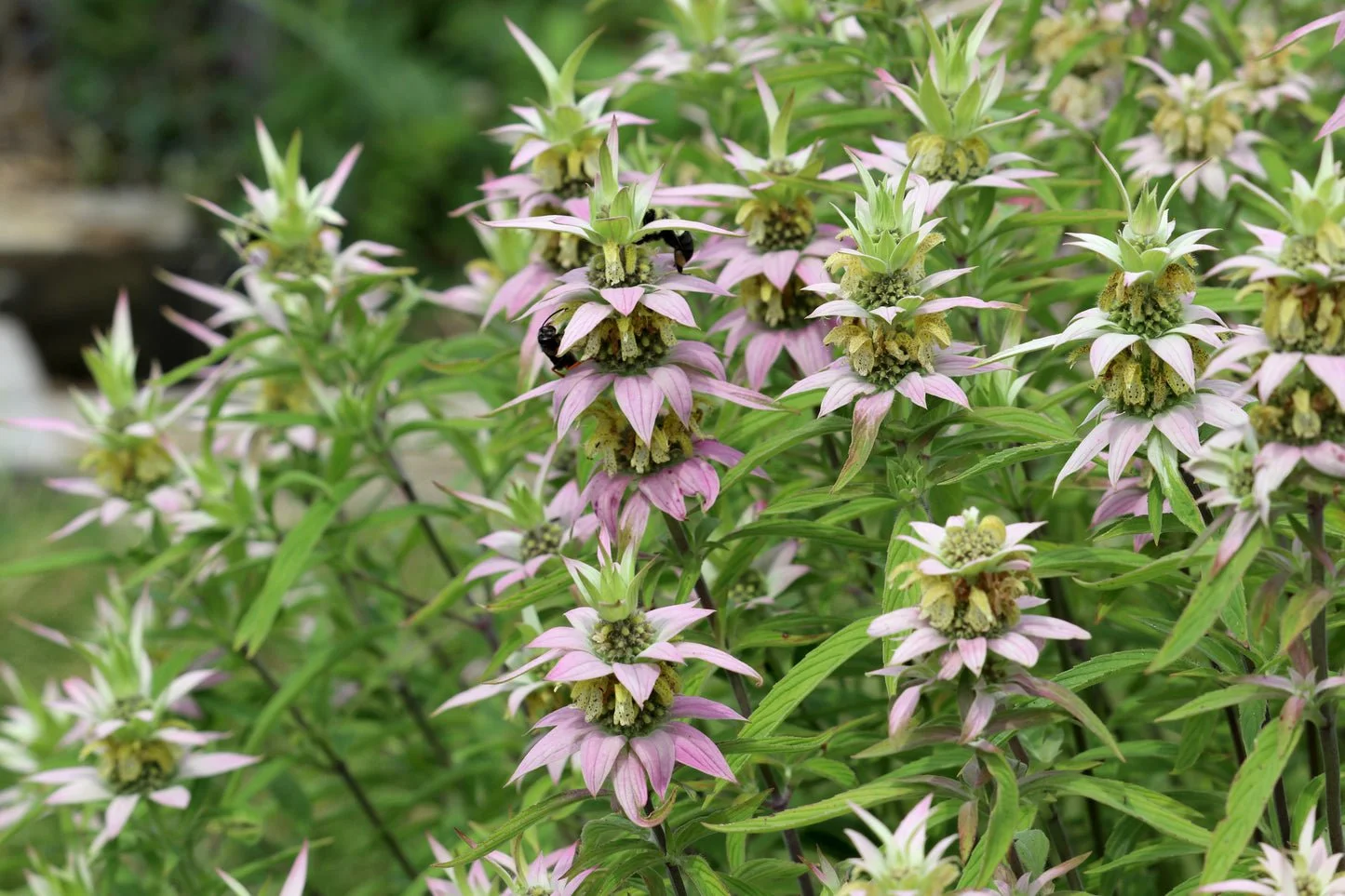 Horsemint/Spotted Bee Balm - Monarda Punctata