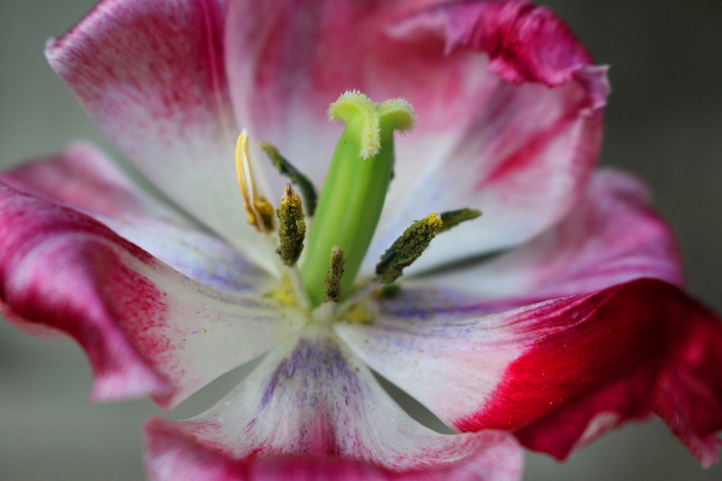 tulip3_web.JPG