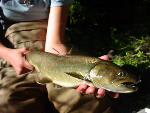 Bull trout (R. Al-Chokhachy)