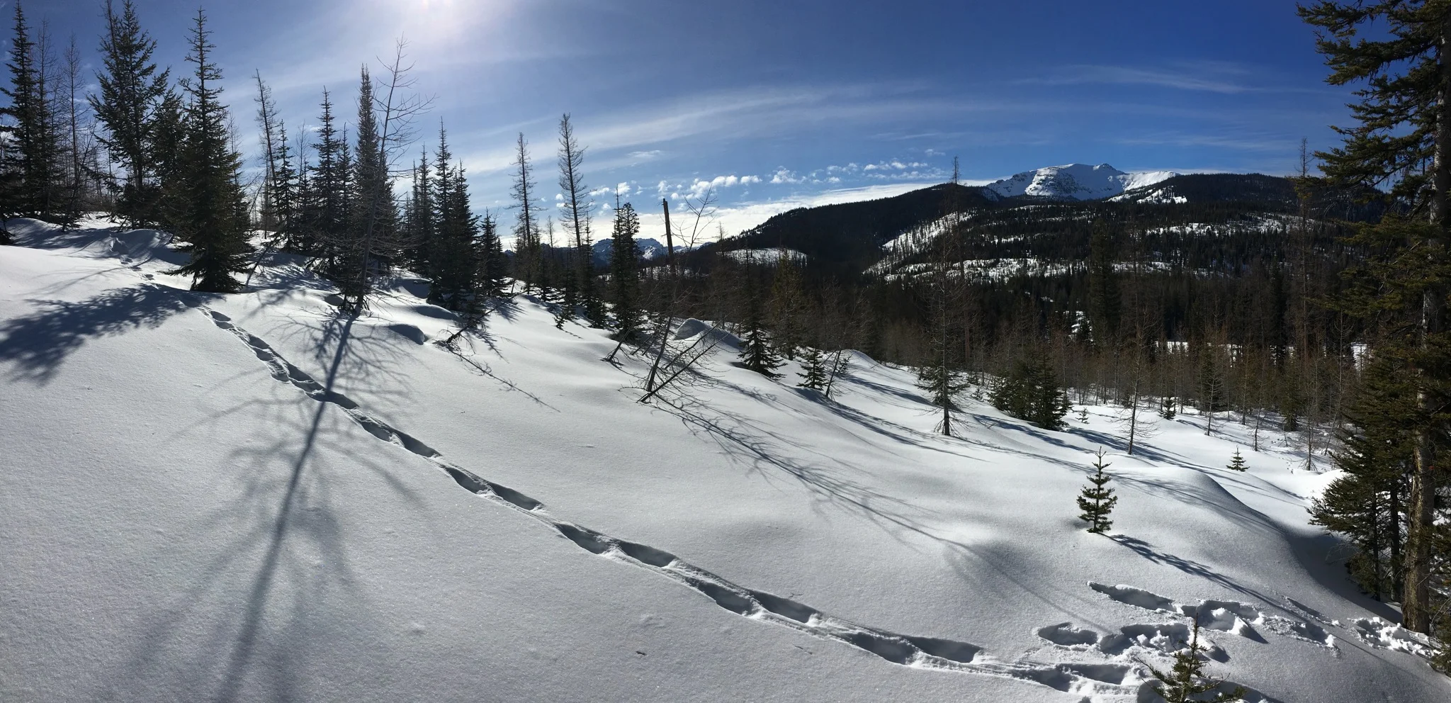 Wolverine tracks 2x bound.jpg