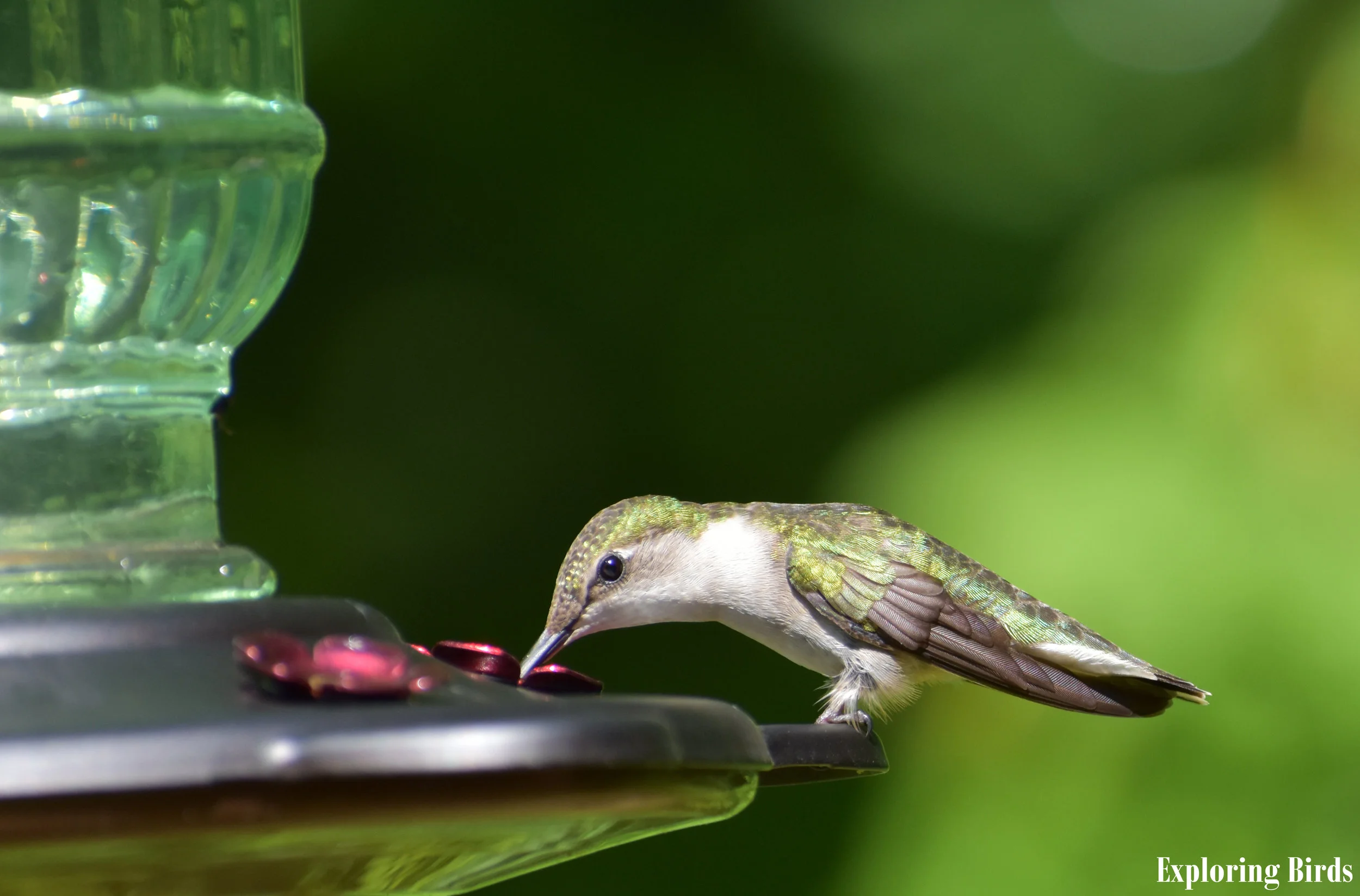 How to Attract Ruby-Throated Hummingbird