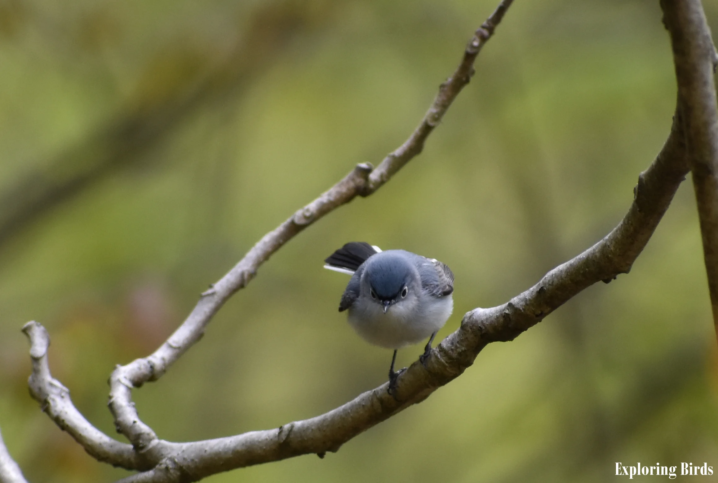 How to Attract Blue-Gray Gnatcatcher 
