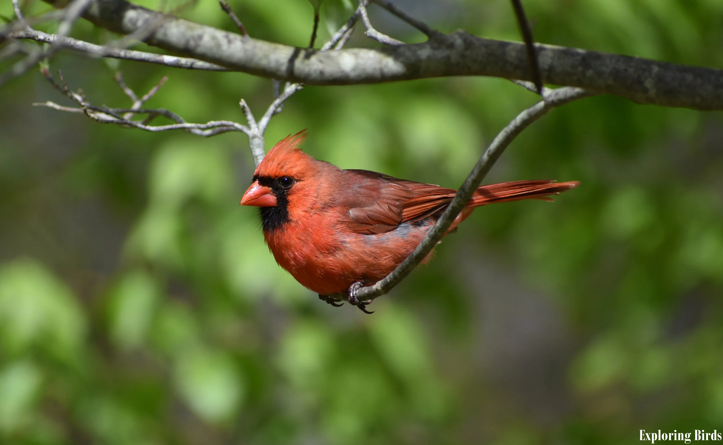 How to Attract Northern Cardinal