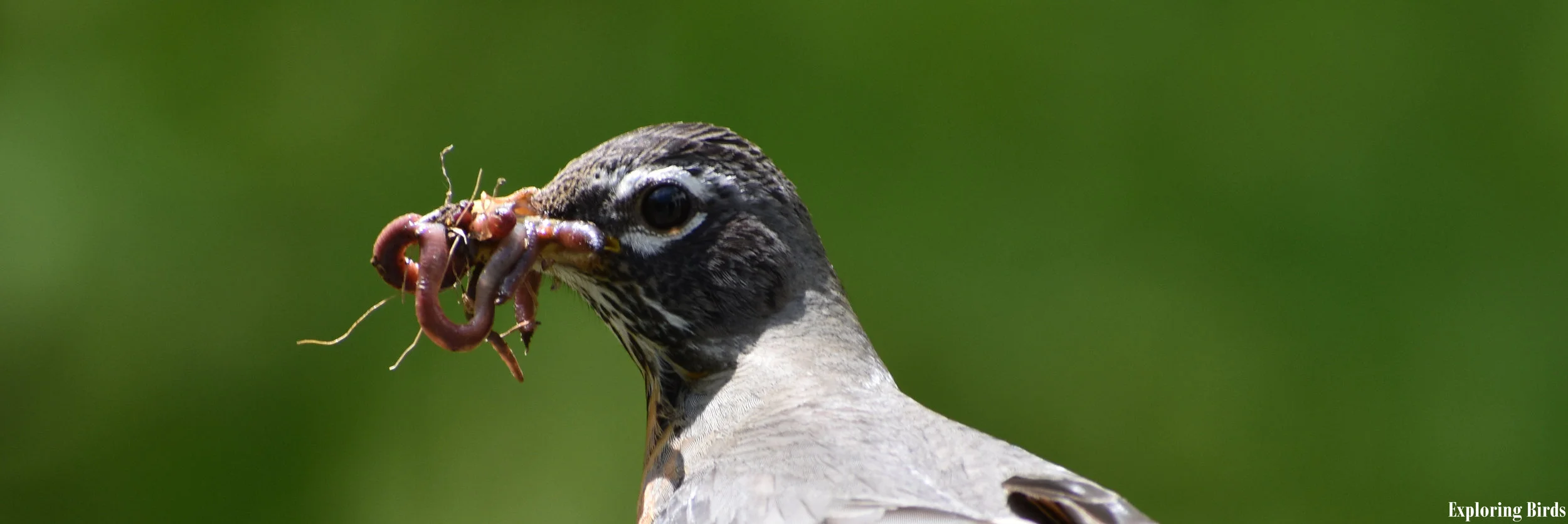 How to attract American Robin