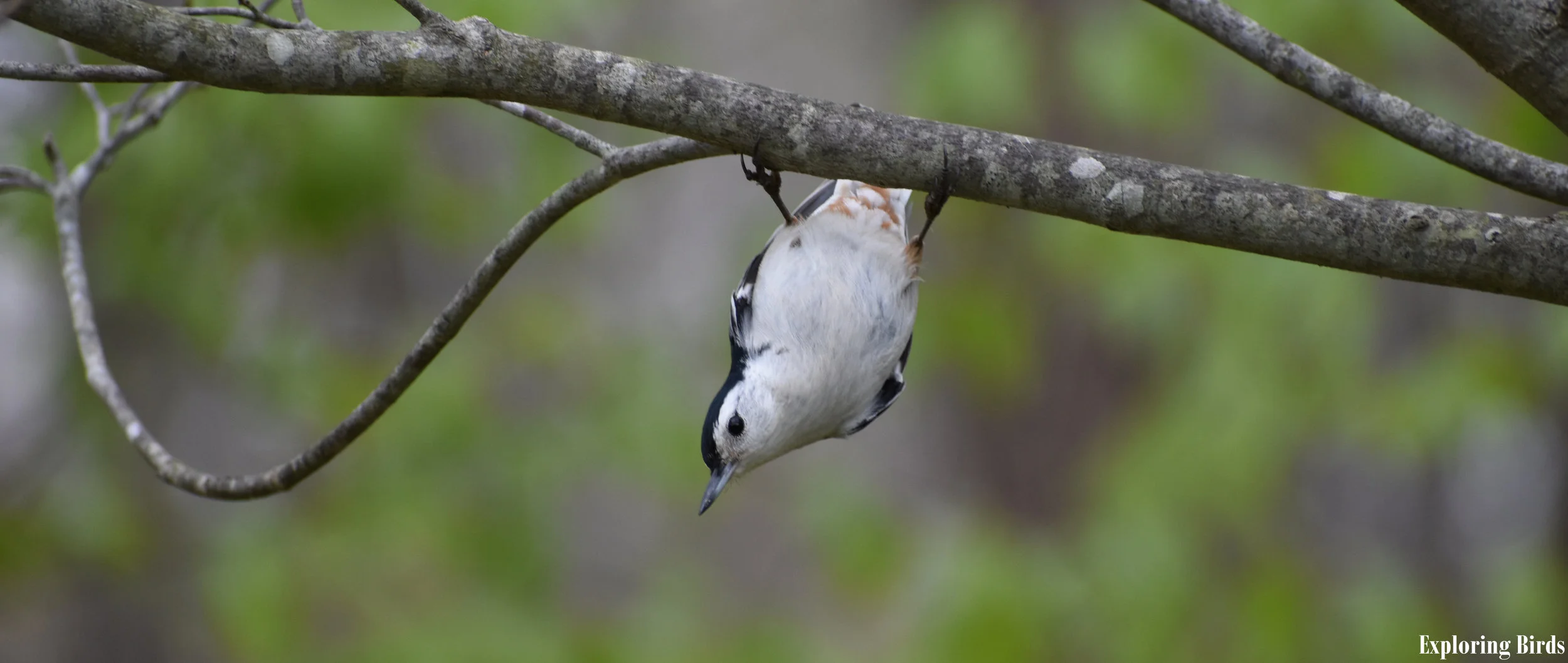 How to Attract White-Breasted Nuthatch