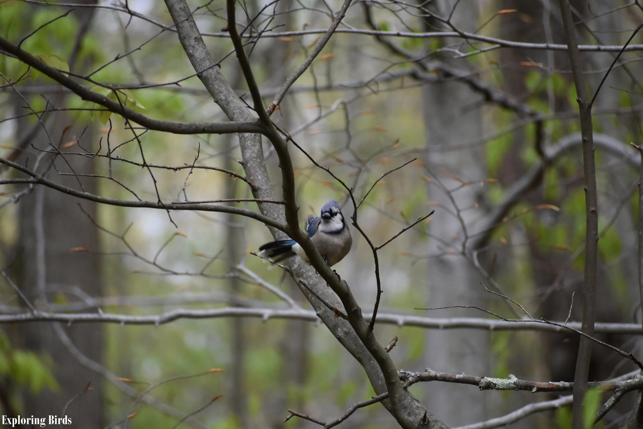 How to Attract Blue Jay